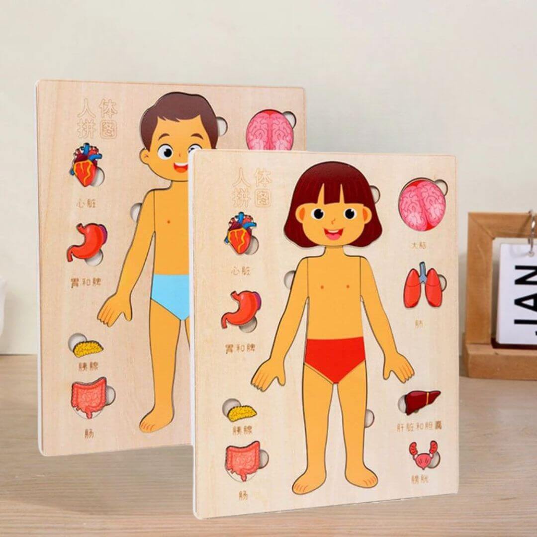 Le Combo Puzzle bois anatomie humaine