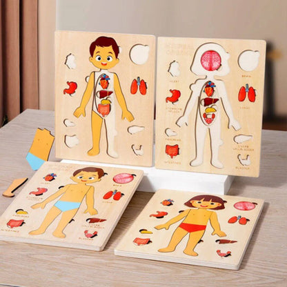 Le Puzzle bois pour la découverte de l'anatomie humaine - homme et femme