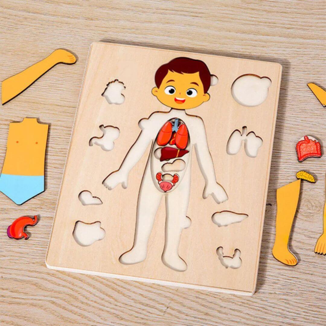 Le Puzzle bois pour la découverte de l'anatomie humaine - homme